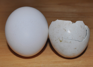 Hen Egg vs Coopers Hawk Egg